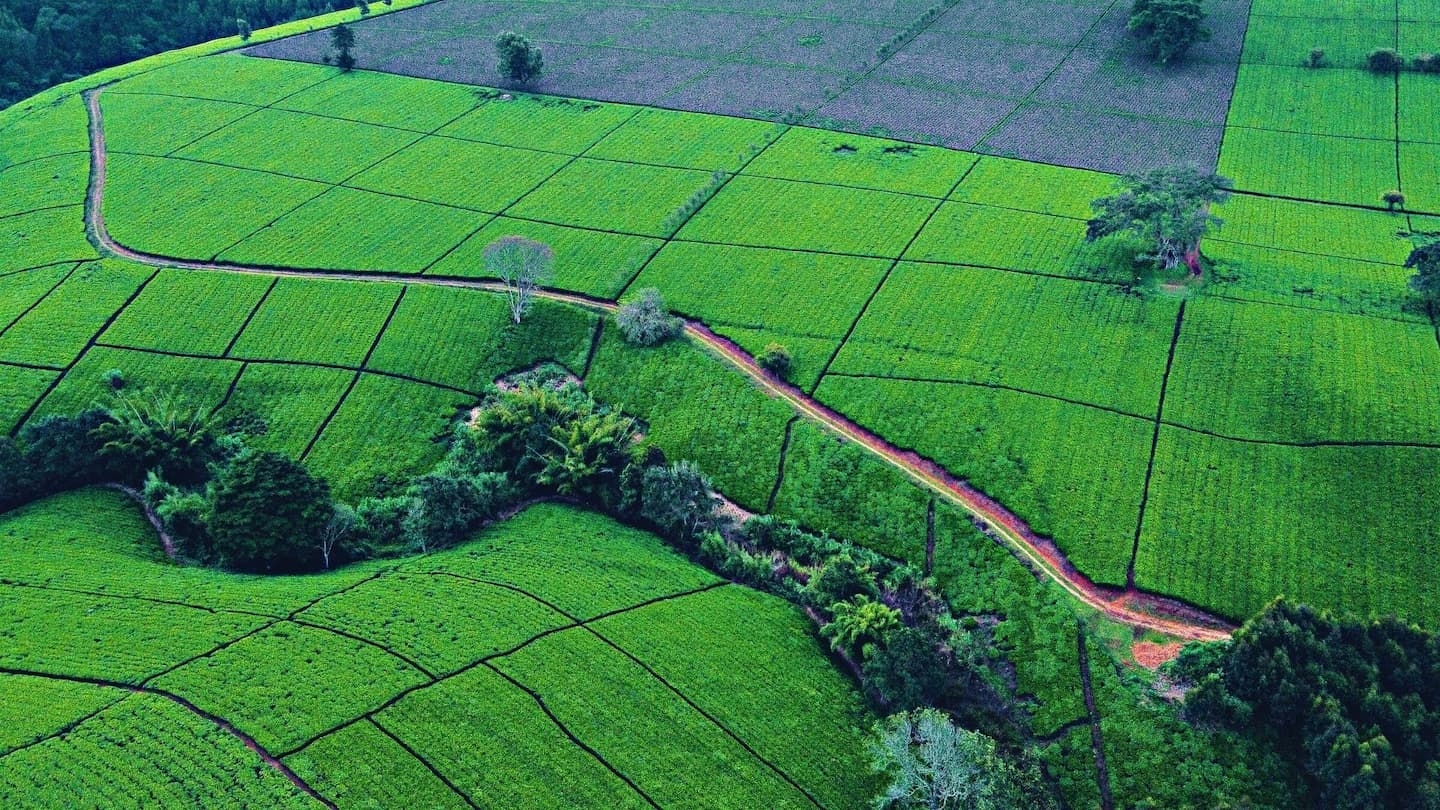 Why you should invest in Tigoni